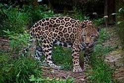 Hotels Near Port Canaveral