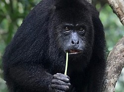 Hotels Near Port Canaveral